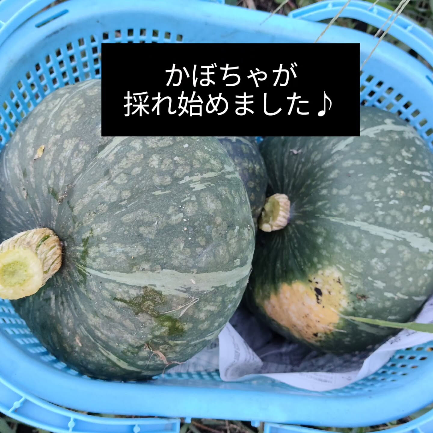 自家採種したかぼちゃが採れ始めました♪