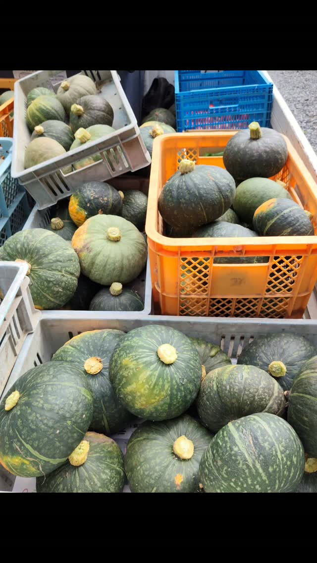 かぼちゃ🎃の収穫第一弾♪