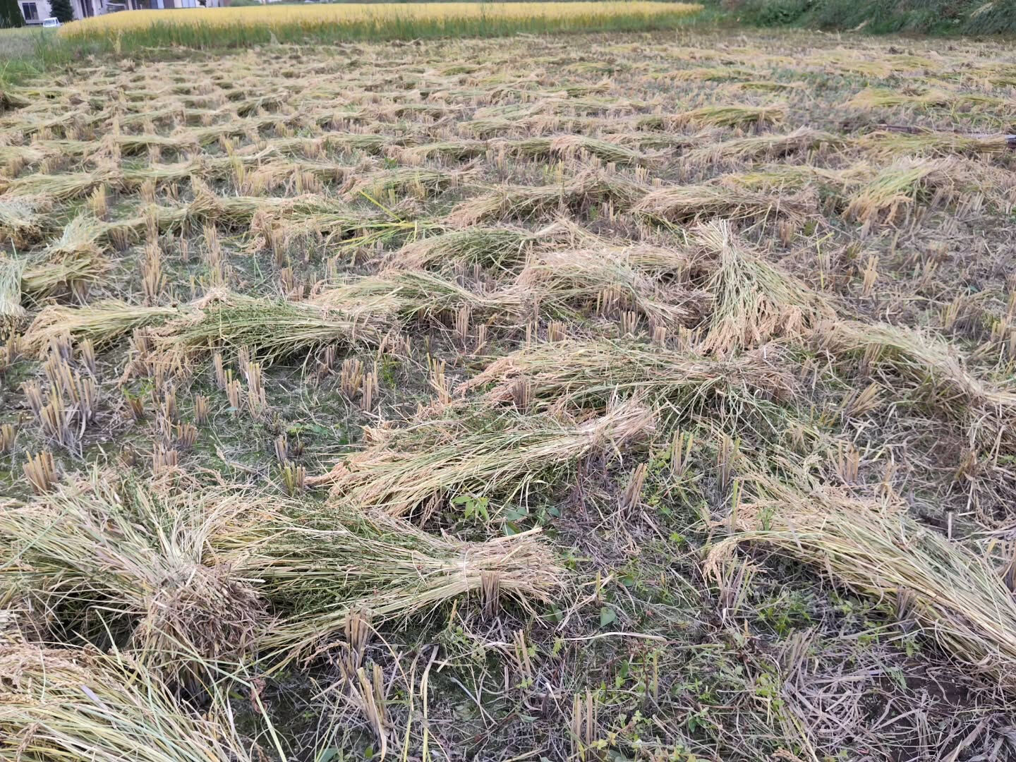 稲刈りしたあと、達成感のある風景♪　