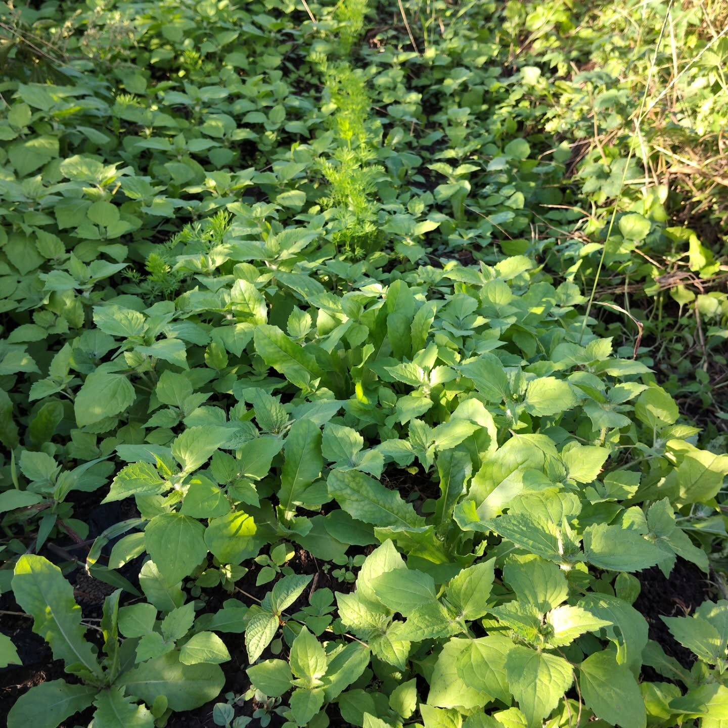 晴れない日が続いており、育ちが良くないにんじんの除草をしまし