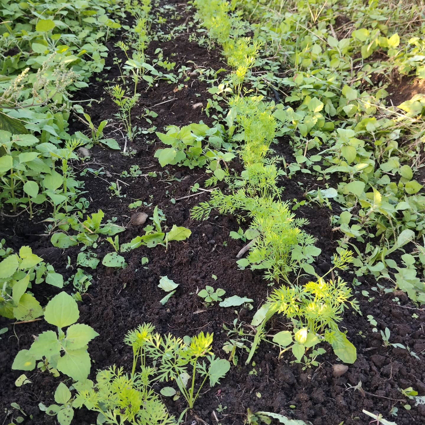 晴れない日が続いており、育ちが良くないにんじんの除草をしまし
