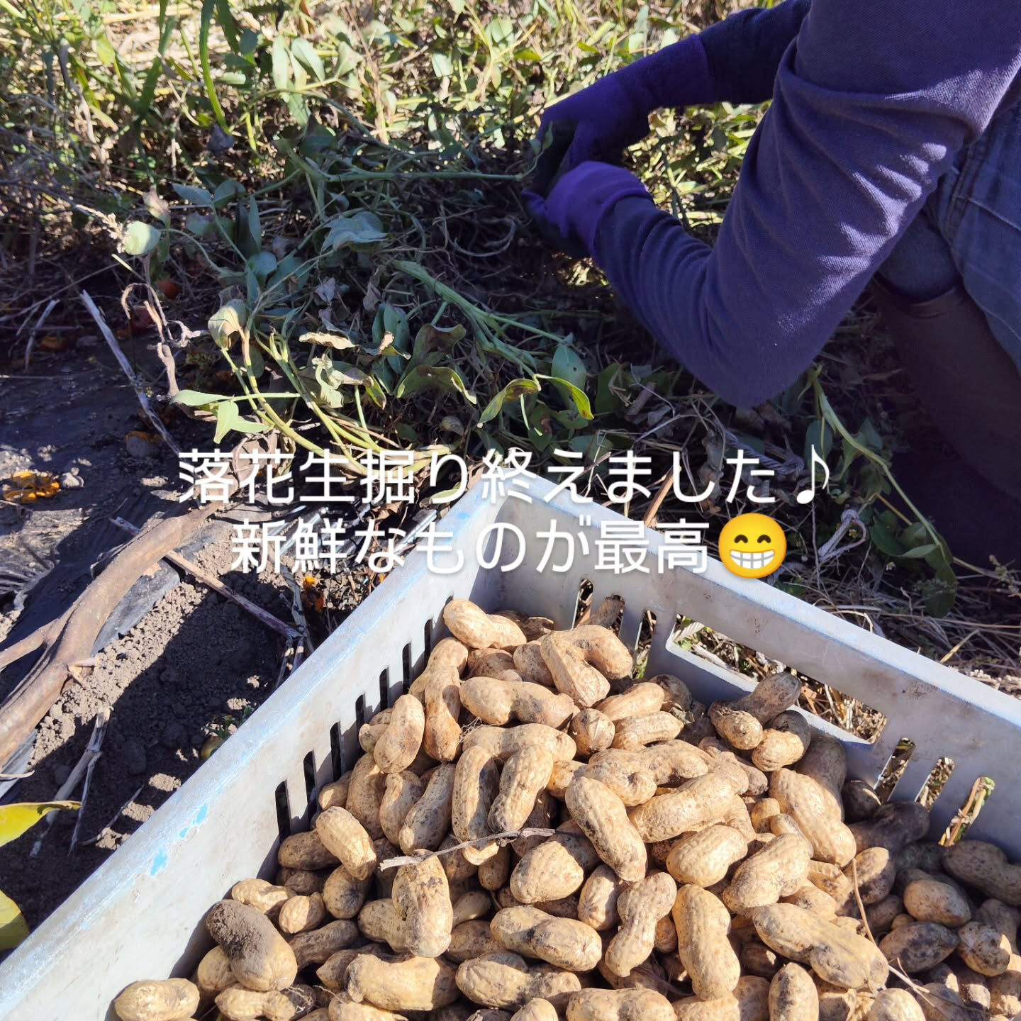 落花生掘り終えました🥜